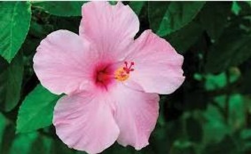 Hibiscus flowers