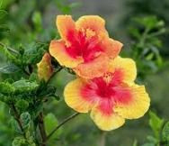 Hibiscus flowers