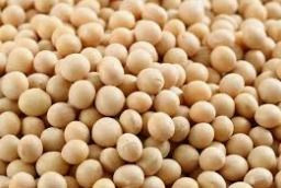 Soybean
