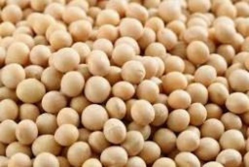 Soybean