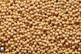 Soybean