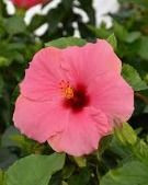 Hibiscus flowers