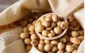 Soybean